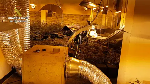 Una plantación de marihuana Una plantación de marihuana