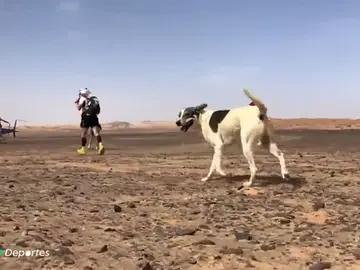 'Cactus', el perro maratoniano: recorre 200 kilómetros por el desierto en cinco días 'Cactus', el perro maratoniano: recorre 200 kilómetros por el desierto en cinco días