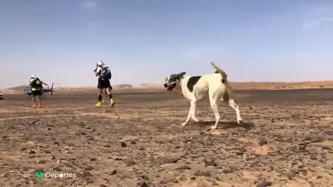 'Cactus', el perro maratoniano: recorre 200 kilómetros por el desierto en cinco días 'Cactus', el perro maratoniano: recorre 200 kilómetros por el desierto en cinco días