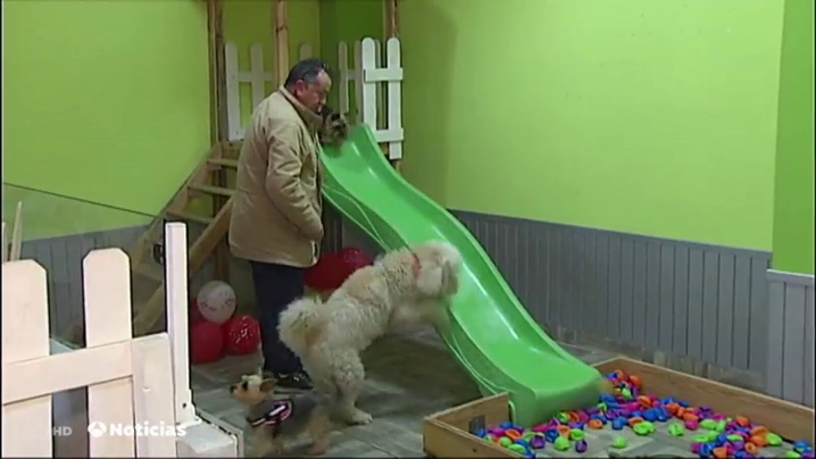 Abren un bar dónde se podrán celebrar 'perricumples', fiestas de cumpleaños para perros 