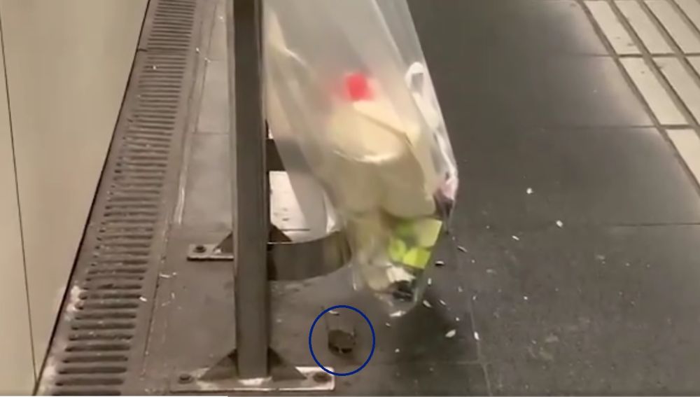 La rata del metro de Barcelona