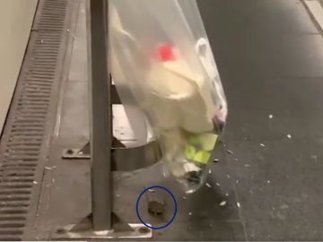 La rata del metro de Barcelona