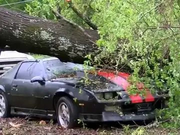 Mueren dos niños tras caer un árbol sobre el coche en el que viajaban Mueren dos niños tras caer un árbol sobre el coche en el que viajaban