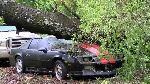 Mueren dos niños tras caer un árbol sobre el coche en el que viajaban Mueren dos niños tras caer un árbol sobre el coche en el que viajaban