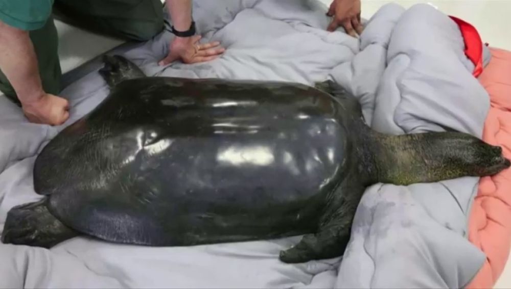 Sin personal chatarra Prematuro Muere una de las tortugas más raras del mundo en un zoológico de China
