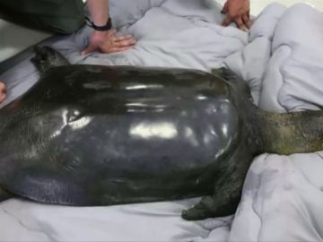 Muere una de las tortugas más raras del mundo en un zoológico de China Muere una de las tortugas más raras del mundo en un zoológico de China
