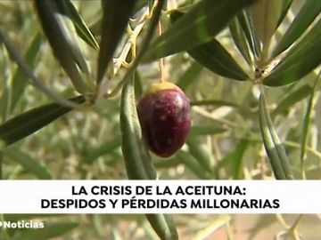 ACEITUNAS ACEITUNAS