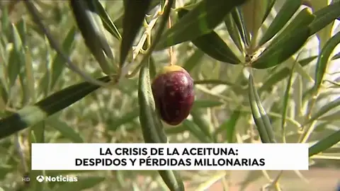 ACEITUNAS ACEITUNAS
