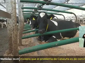 nueva vacas nueva vacas