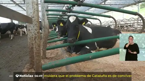 nueva vacas nueva vacas