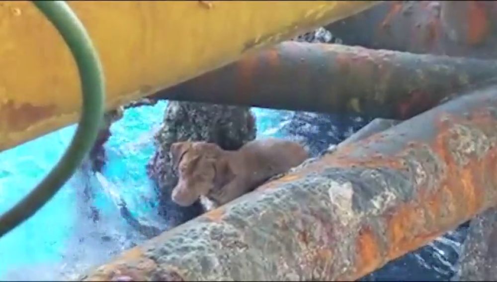 Rescatan a un perro a 220 kilómetros de la costa de Tailandia