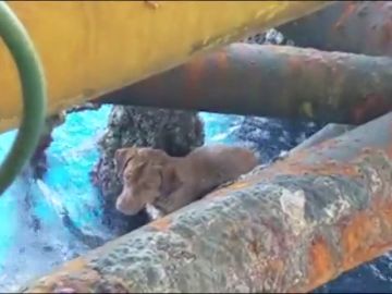 Rescatan a un perro a 220 kil&oacute;metros de la costa de Tailandia