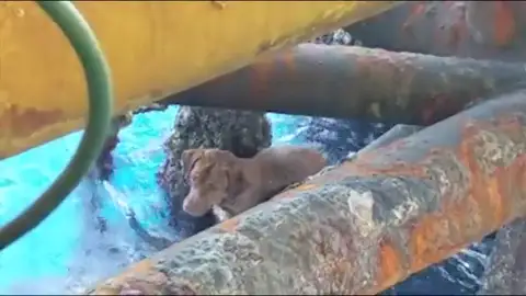 Rescatan a un perro a 220 kilómetros de la costa de Tailandia Rescatan a un perro a 220 kilómetros de la costa de Tailandia