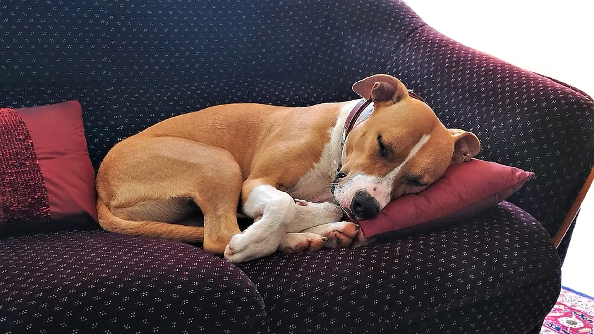 Siesta