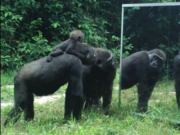 Animales mirándose en un espejo Animales mirándose en un espejo