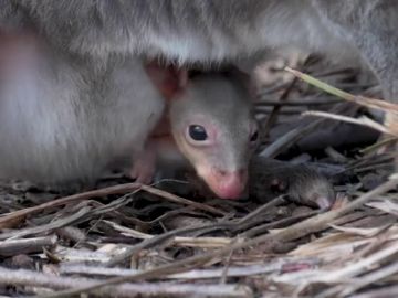 Nace el primer canguro pademelón en un zoológico de Reino Unido