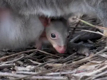 Nace el primer canguro pademelón en un zoológico de Reino Unido Nace el primer canguro pademelón en un zoológico de Reino Unido