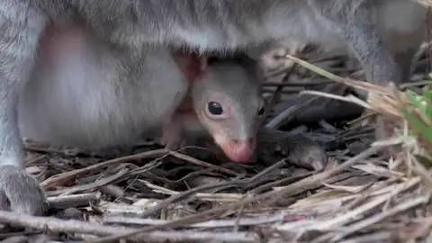 Nace el primer canguro pademelón en un zoológico de Reino Unido Nace el primer canguro pademelón en un zoológico de Reino Unido