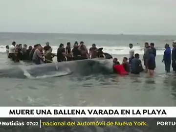 MUERE BALLENA MUERE BALLENA