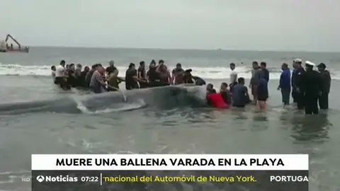 MUERE BALLENA MUERE BALLENA