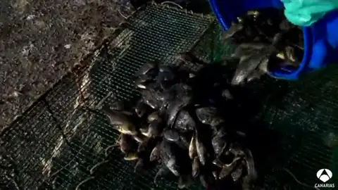 La tilapia, una especie invasora en la charca de MAspalomas La tilapia, una especie invasora en la charca de MAspalomas