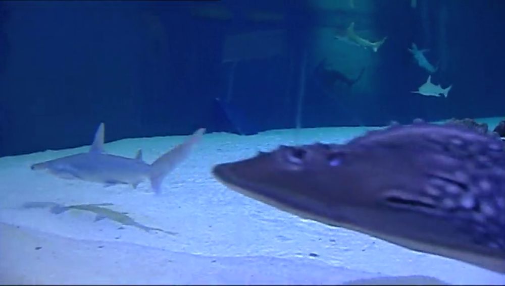 El Oceanogáfic de Valencia es el acuario de Europa con mayor número y especies de tiburón 