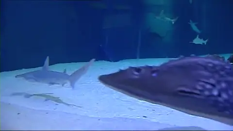 El Oceanogáfic de Valencia es el acuario de Europa con mayor número y especies de tiburón El Oceanogáfic de Valencia es el acuario de Europa con mayor número y especies de tiburón