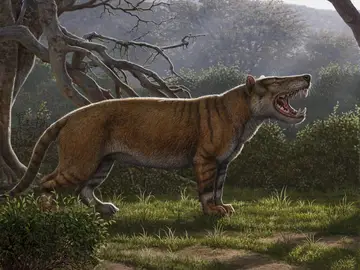 Identifican el fósil de un nuevo mamífero gigante, el "gran león africano" Identifican el fósil de un nuevo mamífero gigante, el "gran león africano"