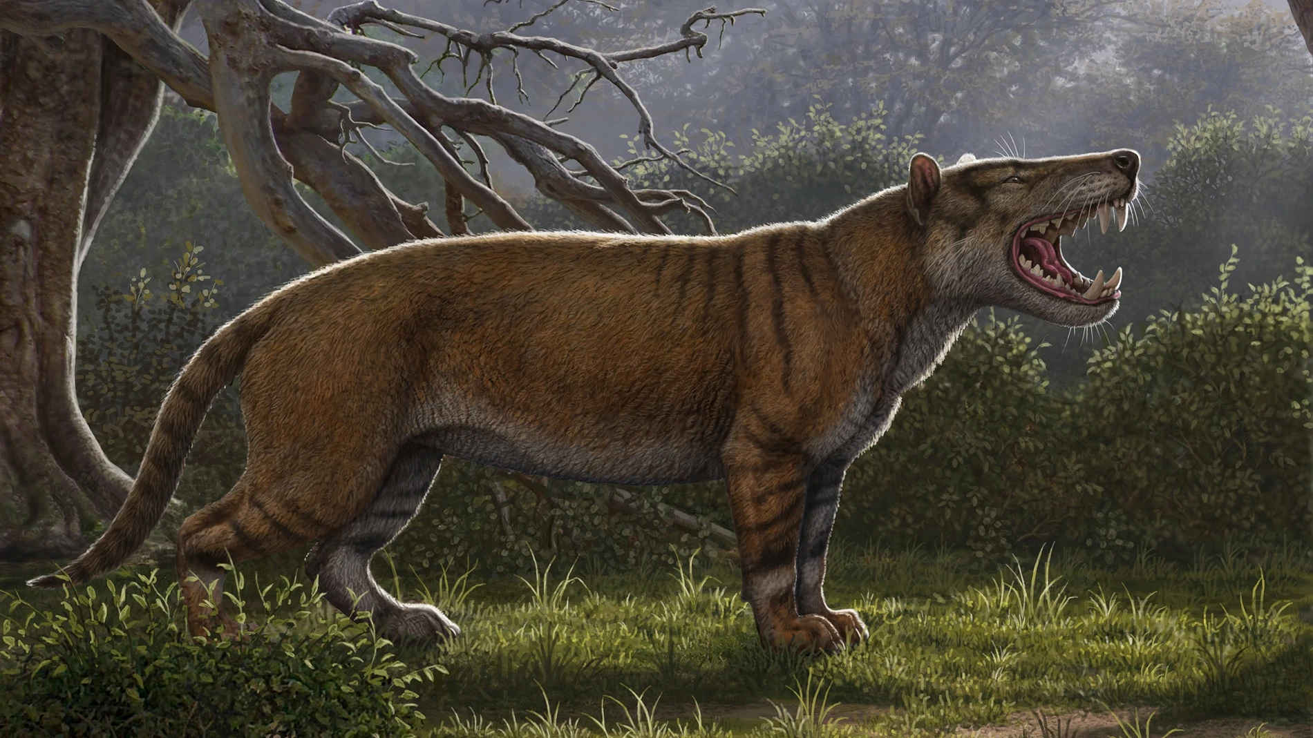 Identifican el fósil de un nuevo mamífero gigante, el "gran león africano" Identifican el fósil de un nuevo mamífero gigante, el "gran león africano"