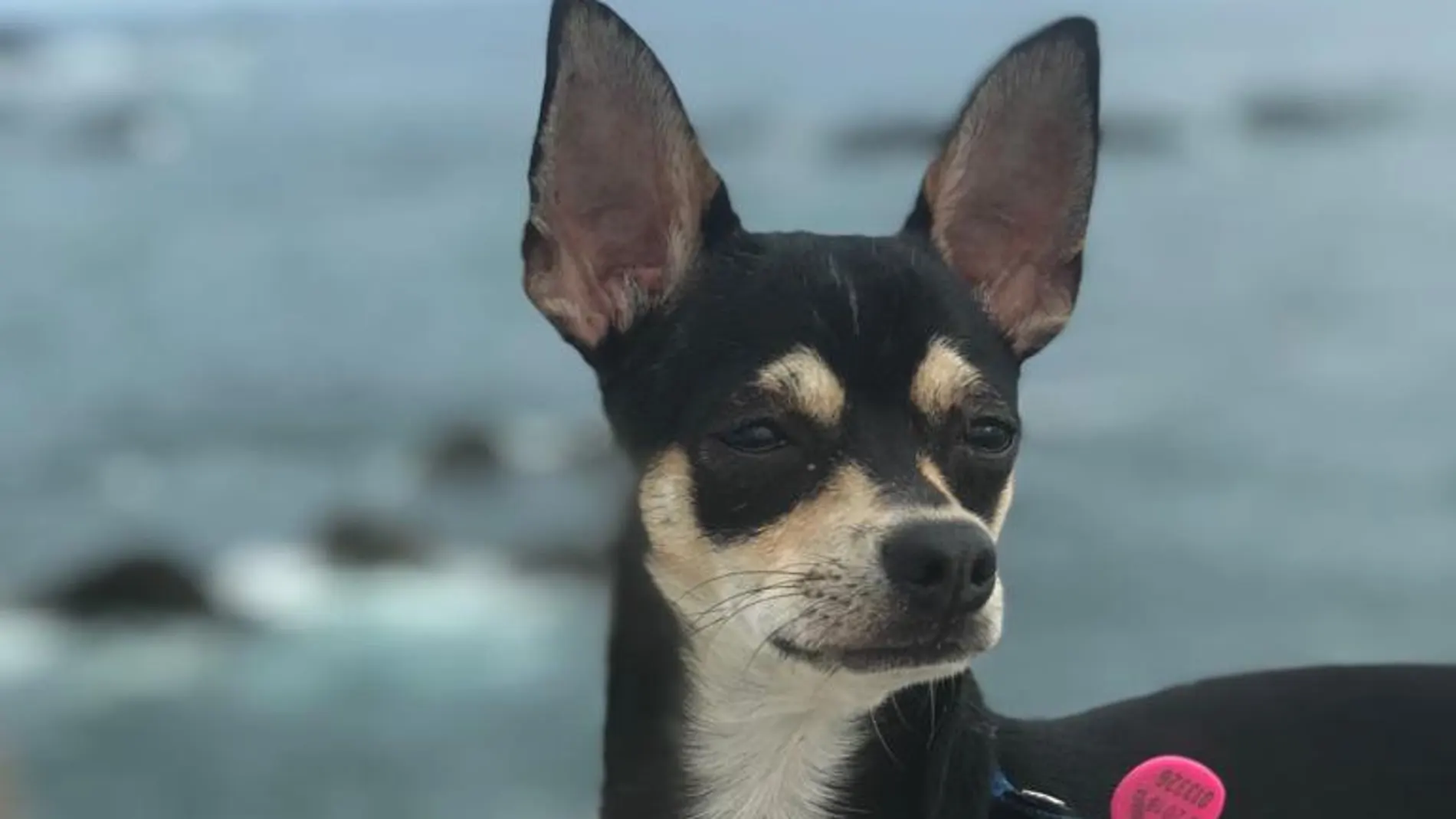 Perro Chiguagua Perro Chiguagua