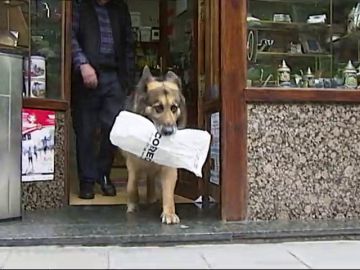 Un perro se encarga de hacer los recados de su dueño