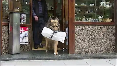 Un perro se encarga de hacer los recados de su dueño Un perro se encarga de hacer los recados de su dueño