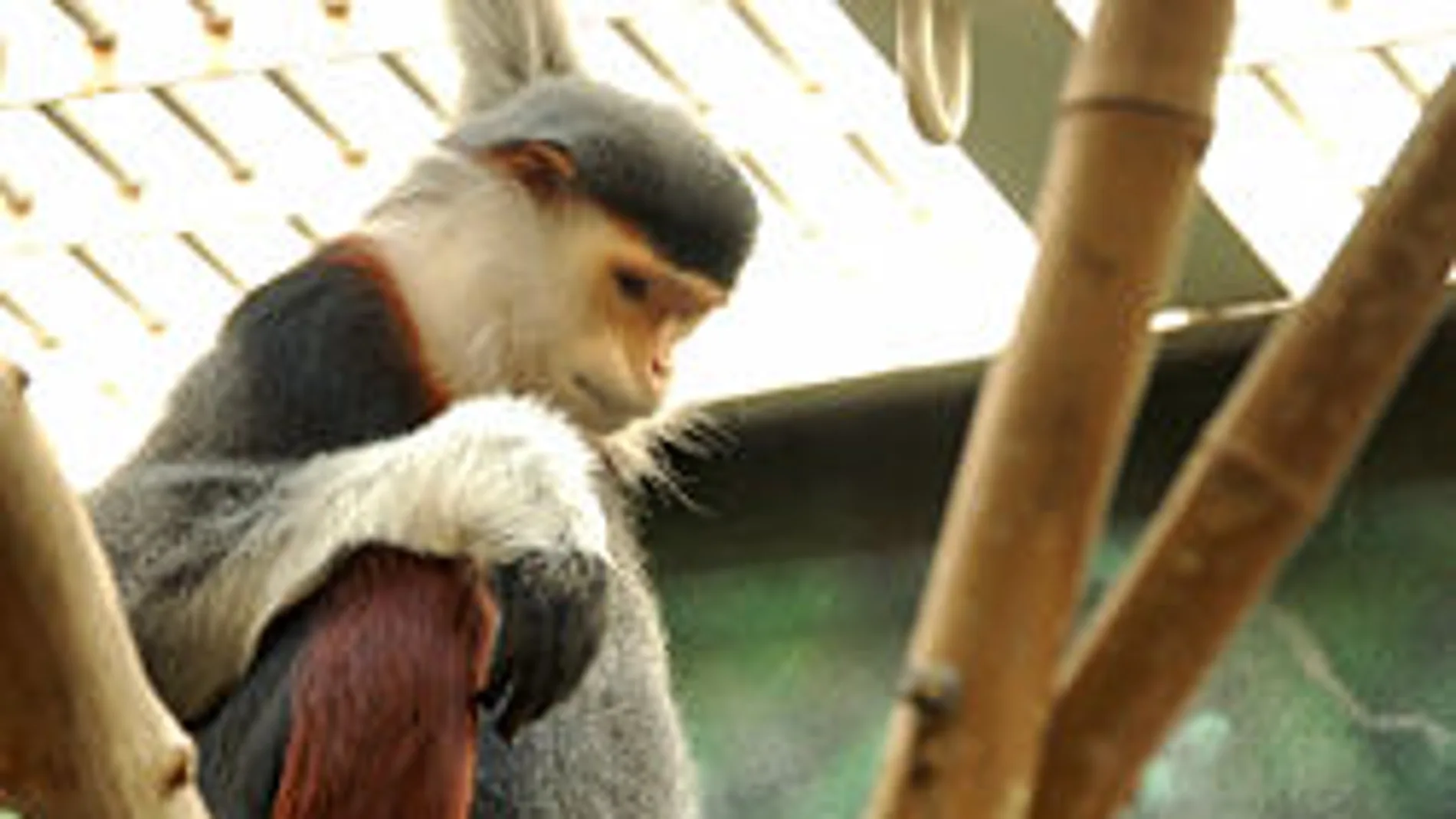 Duc de canillas rojas Duc de canillas rojas