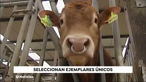 Un centro de Vizcaya selecciona ejemplares vacunos del futuro Un centro de Vizcaya selecciona ejemplares vacunos del futuro