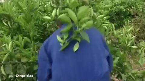 NUEVA CAMPO NUEVA CAMPO