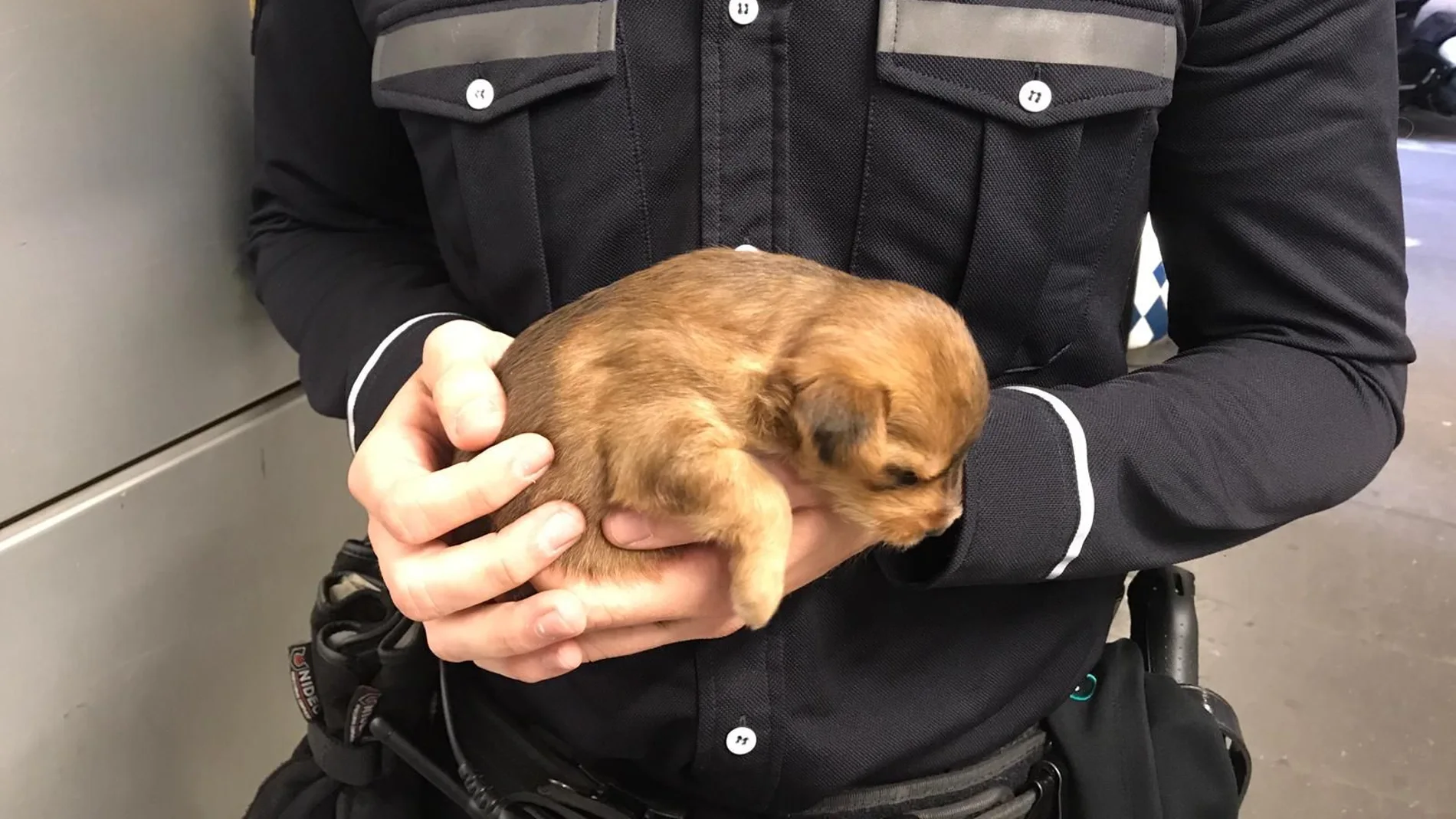 El perro que iba escondido en una mochila El perro que iba escondido en una mochila