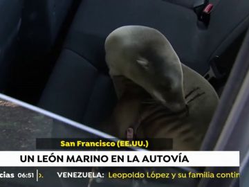 León marino en una autovía