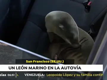 León marino en una autovía León marino en una autovía