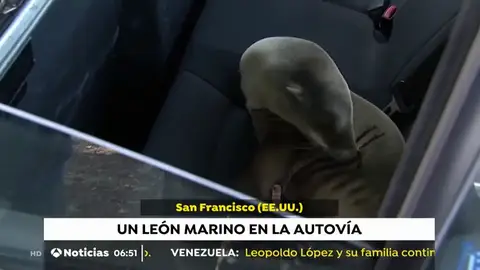 León marino en una autovía León marino en una autovía