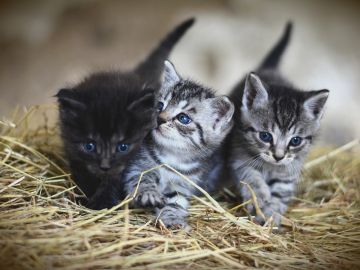 Gatos Gatos