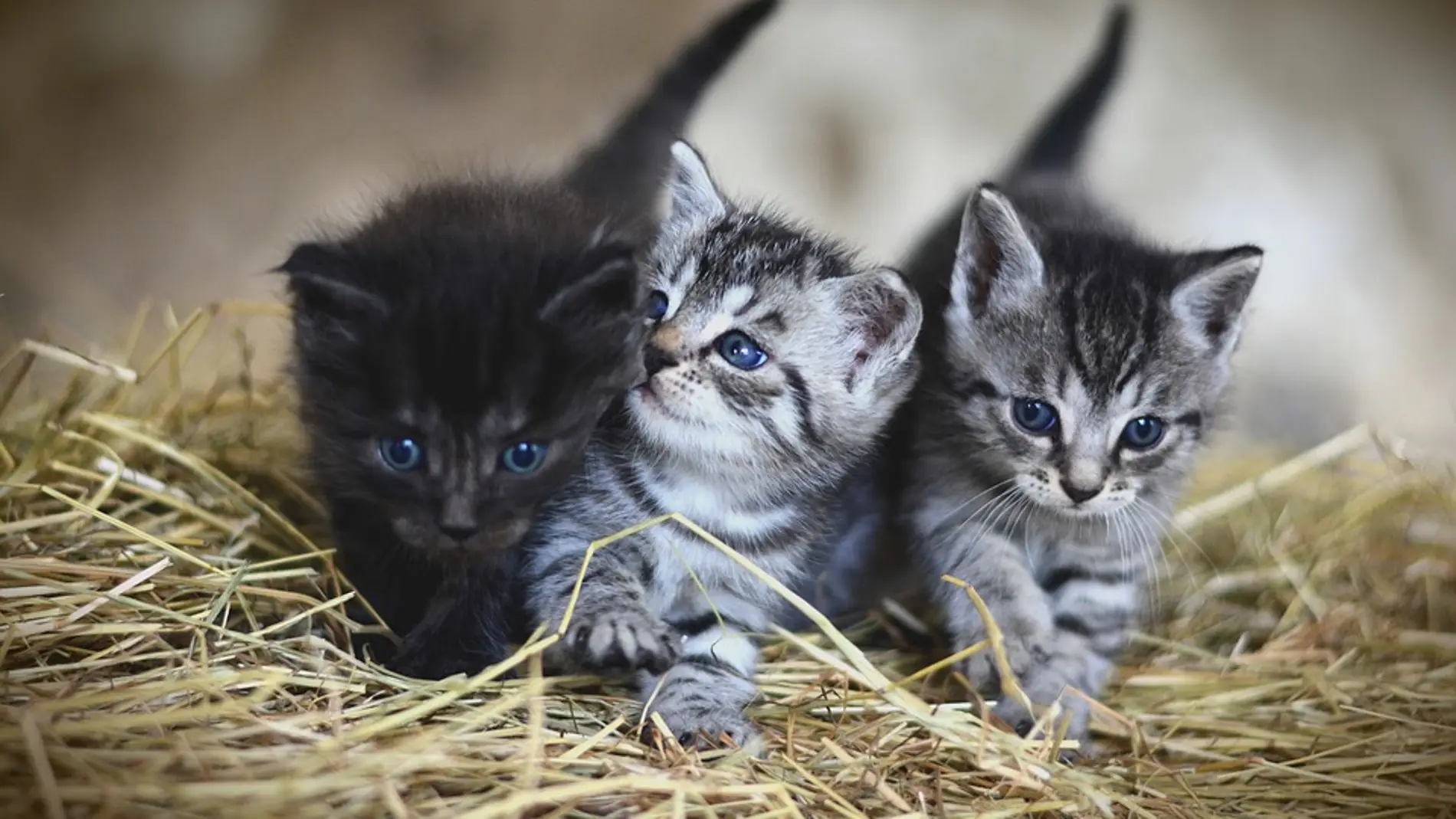 Gatos