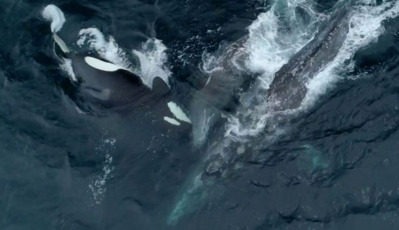 Grey whales often called friendly whales make. Monterey Bay касатки. Битва касаток и кита. Белых касаток и людей которые на нее охотятся.