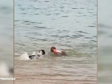 PERRO RECICLAJE PERRO RECICLAJE