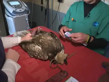 Cuidado de aves rapaces Cuidado de aves rapaces