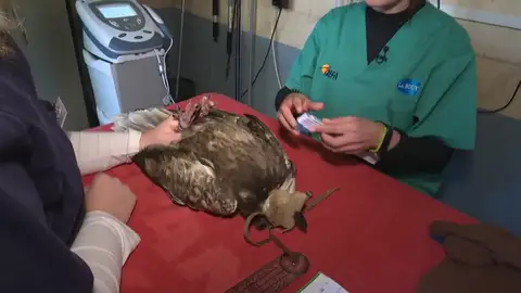 Cuidado de aves rapaces Cuidado de aves rapaces