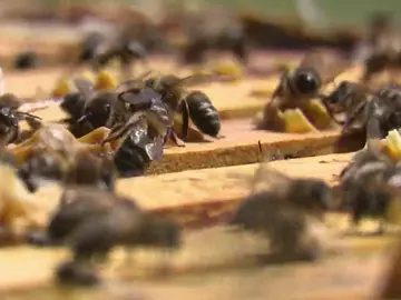 Las abejas de Leganés ganan el primer premio de miel clara de Madrid Las abejas de Leganés ganan el primer premio de miel clara de Madrid