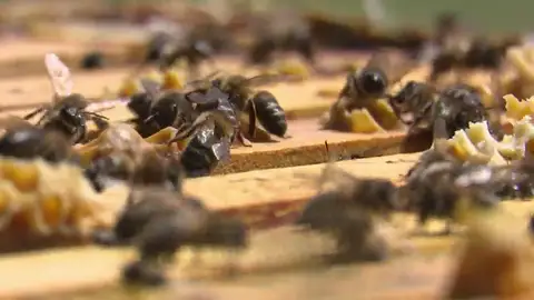 Las abejas de Leganés ganan el primer premio de miel clara de Madrid Las abejas de Leganés ganan el primer premio de miel clara de Madrid