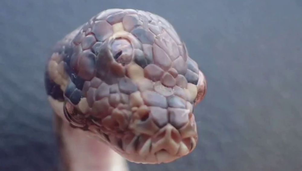 Encuentran una serpiente mutante de tres ojos en Australia