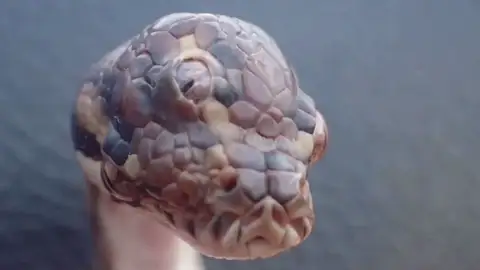 Encuentran una serpiente mutante de tres ojos en Australia Encuentran una serpiente mutante de tres ojos en Australia
