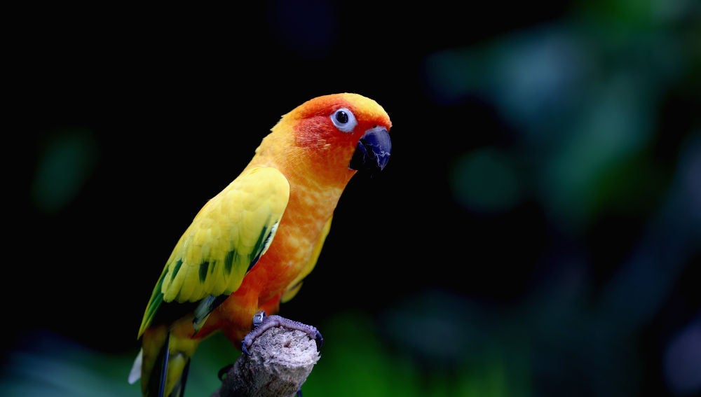 Una niña entrena a su pájaro para que ataque a sus enemigos